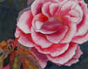 pinkflower.jpg (119080 bytes)